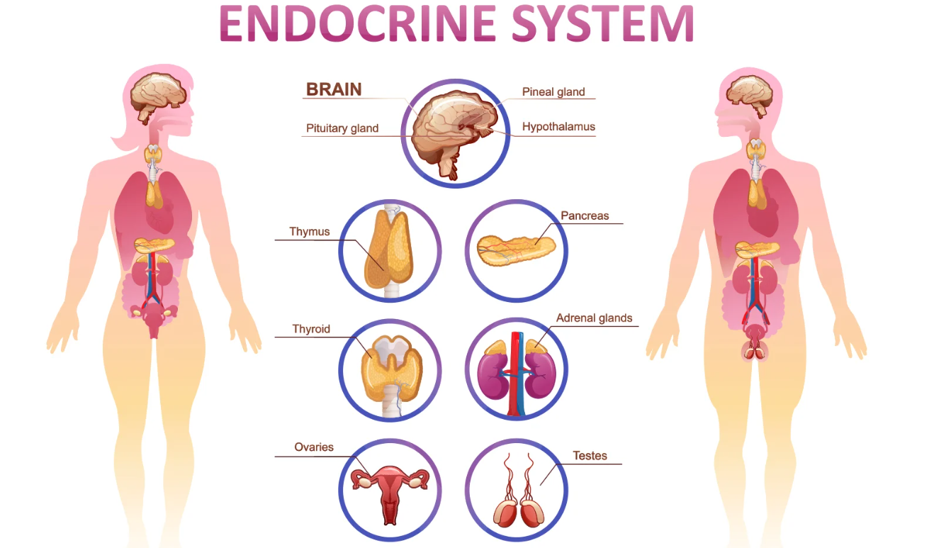 One of the major impacts it can have is on our endocrine system, which