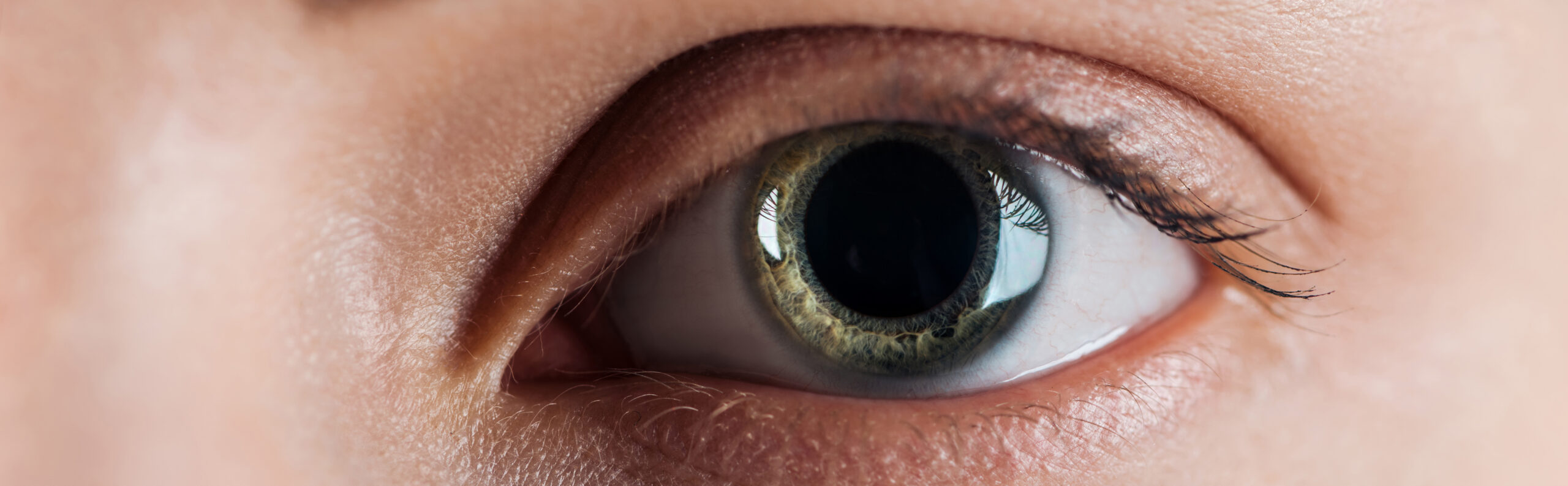 The Human Eye by LIGHTFIELD STUDIOS / AdobeStock