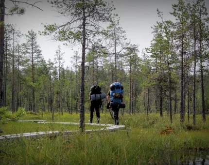 Hikers in tall grass in the woods